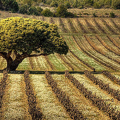 фото "a very old tree"