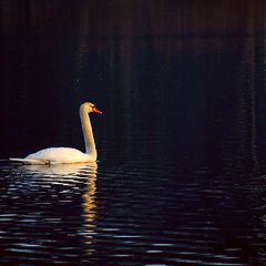 photo "white swan"