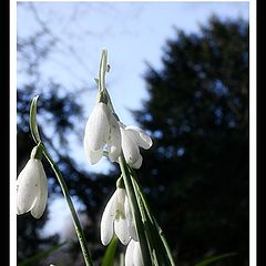 photo "Springtime is coming ..."