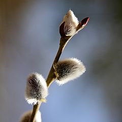 photo "Spring!"