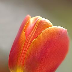 фото "tulip"