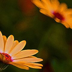 photo "Daisy Daisy"