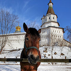 фото "добрая лошадка"