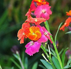 photo "Country Flowers."