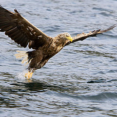 photo "Golden Eagel"