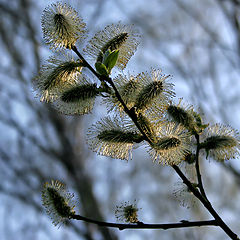 photo "Spring"