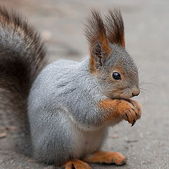 photo "Squirrel"