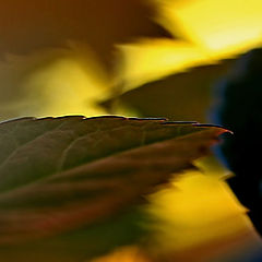 photo "Rose Leaves"