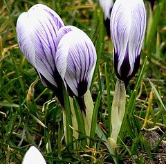 фото "Spring time."