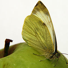photo "Butterfly on apple"