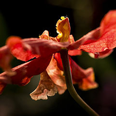 photo "Flower"