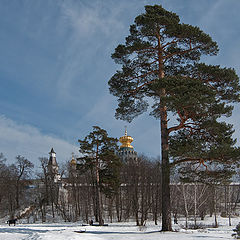 photo "Pines New Jerusalem ..."