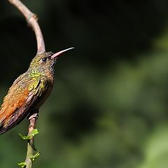 фото "colibri"