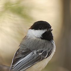 photo "black-capped Chickadee"