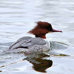 photo "Common Merganser"