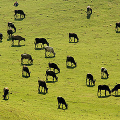 photo "Drove of cattle"