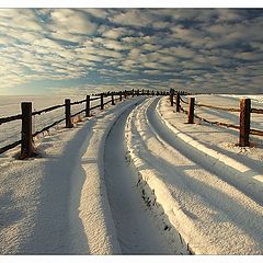 photo "Between fences"