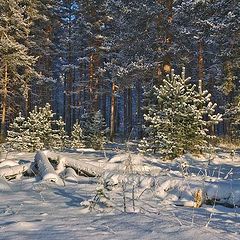 фото "Зимняя зарисовка"