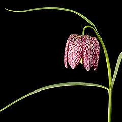 фото "Fritillaria"