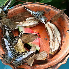 photo "How many butterflies you could see in a photo?"