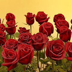photo "Roses"