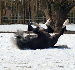 фото "жить хорошо!..."