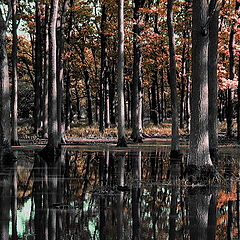 photo "Bloody forest"