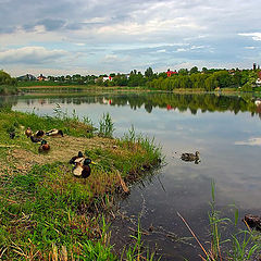 фото "Утиные истории"