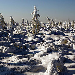 фото "Снежное безмолвие"