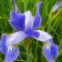 photo "Iris"