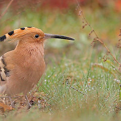 photo "Hoopoe (Upupa epops)"