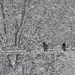 photo "Snowfall mosaic."