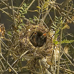 photo "THE NEST"