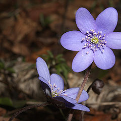 photo "Hepatica nobilis"