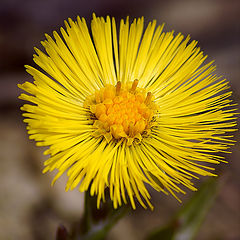 photo "Spring flowerses"