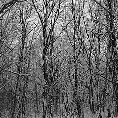фото "Зима в лесу"