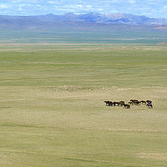 фото "Степь (Монголия)"