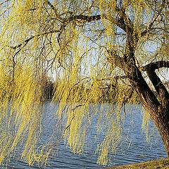 фото "The Lady in yellow"