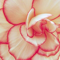 photo "Begonia"