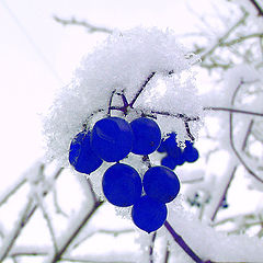 photo "Cyanberry"