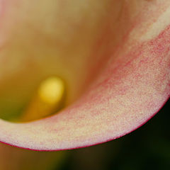 photo "So Calla"