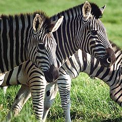 фото "3 Zebras"