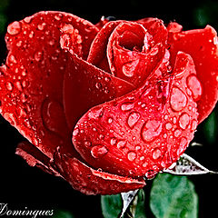 photo "just a red rose..."