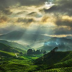 фото "Sunrise in Palas Tea Plantation"