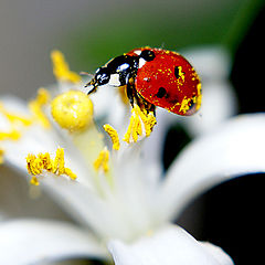 photo "макро,божья коровка,цветы"