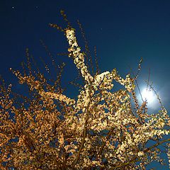 фото "Blooming at Night"