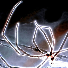 photo "Ethereal Arachnid"