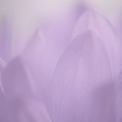 photo "Lavender Dreams"