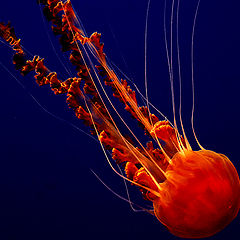 photo "Creatures of the deep blue"