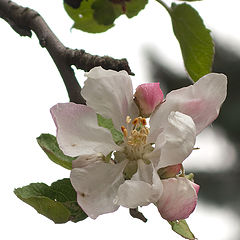 photo "On a white background ..."